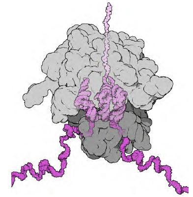 Ribosomes translate nucleic bases to amino acids Ribosomes are large