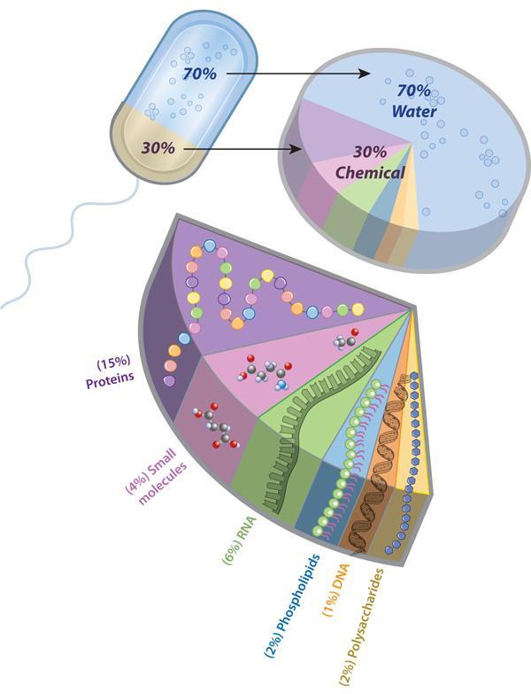 Information in cellular composition Proteome, metabolome, lipome and other x-omes.
