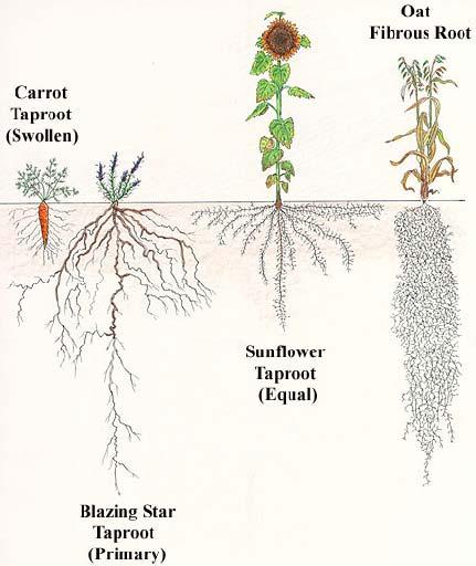 BIOL 221 Concepts of Botany Fall 2007 Topic 07: Primary Plant Body: The Root System (Photo Atlas: Figures 9.147, 9.148, 9.150, 9.1, 9.2, 9.5 9.23) A.