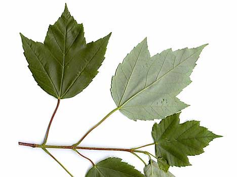 60. Choose the best term to describe the phyllotaxy of the maple branch with simple leaves as shown in the picture below: a. helical b. distichous c. opposite d.
