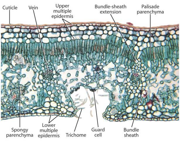 The position of what structure allowed you to answer the previous question? a. palisade parenchyma b. spongy parenchyma c. vein d. guard cell 63.