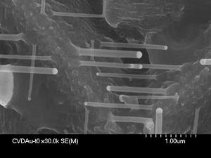 vapor phase deposition of silicon gold nanoparticle used as a seed for the growth of a silicon nanowire gold nanoparticles are deposited onto a surface and heated in the