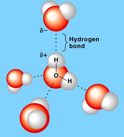 Extraordinary Properties that are a result of hydrogen bonds: