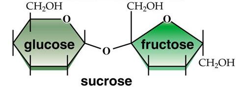 Carbohydrates - Disaccharides Disaccharides are two simple sugars bonded together.
