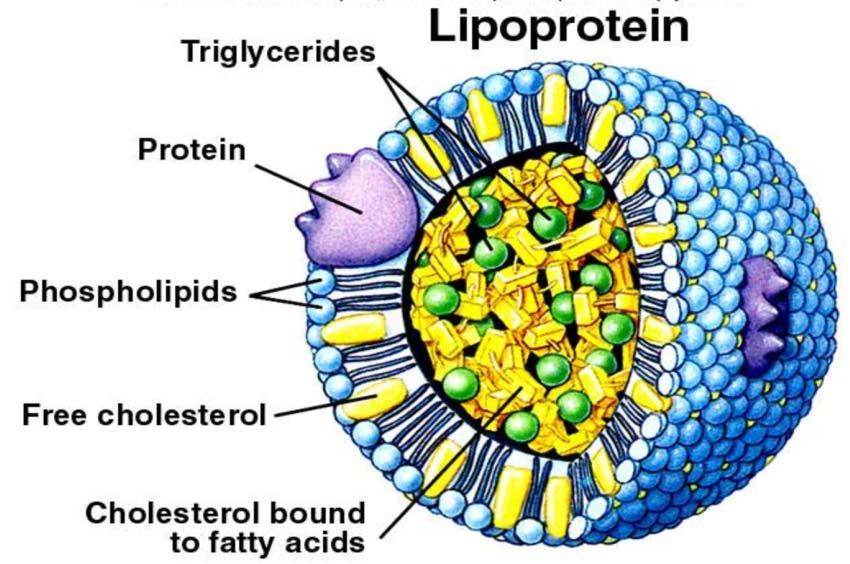 Lipoproteins & Glycoproteins Lipoproteins Lipoproteins are biological molecules that are combinations of lipids and proteins.