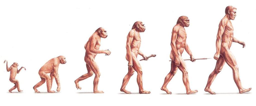 Progressive evolution of the above listed features from the ape-like beings to the humans: (using fossil evidence where indicated) - The contribution of African fossils to