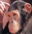 chimpanzees is 1%!