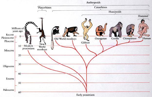 Fig. 1 Evolutionary path