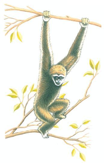 Characteristics of primates other than humans Figure 6.30: Apes move through the trees hanging from branches and swinging along.