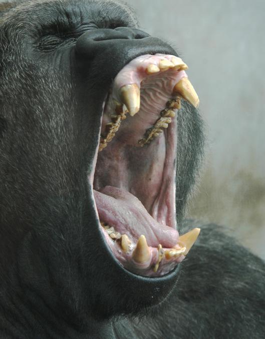 31: Living primates other than humans have long canine teeth.