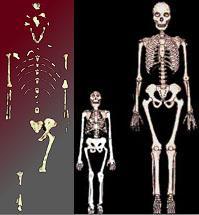 The contribution of African fossils to the understanding of human evolution First species - Australopithecus afarensis - 4.2 to 2.5 million years ago. Lucy - Ethiopia.