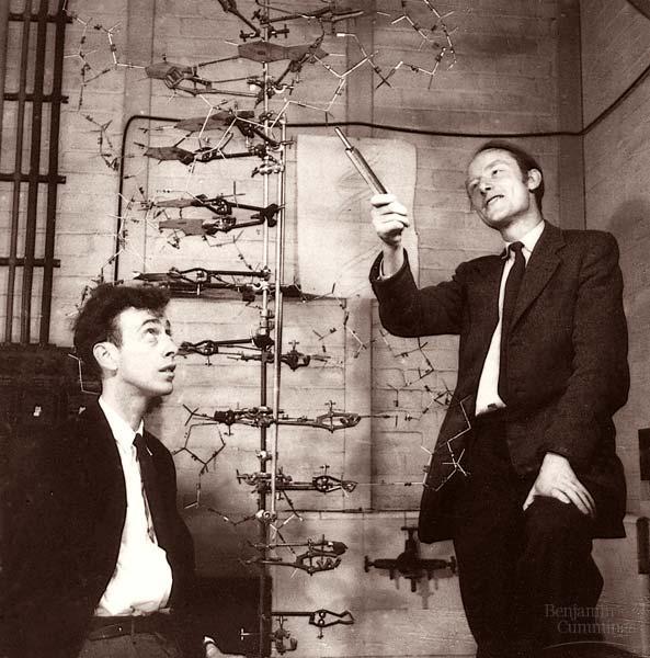 The double-helix structure of DNA was discovered in 1953.