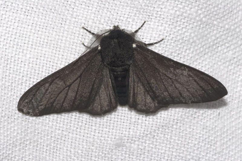 _haldane The Peppered Moth is an example of Natural Selection in action During the Industrial Revolution the trees on