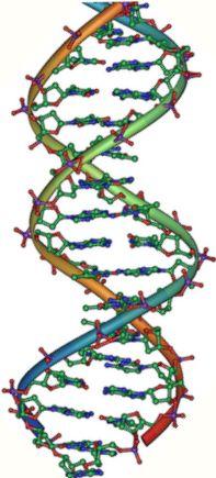 DNA for Information Transfer All living things also use a molecule called ATP to carry