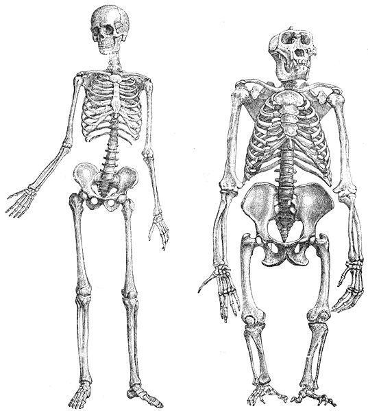 Similar comparisons can be made based on anatomical evidence.