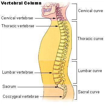 As evolution progresses, some structures get side-lined as they are not longer of use. These are known as vestigial structures.