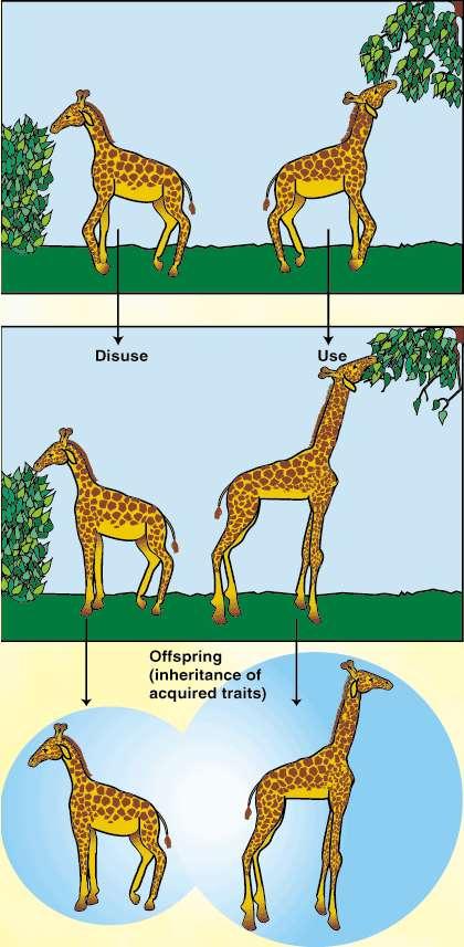 LAMARCK S THEORY OF EVOLUTION Higher Only Lamarck came up with the Law of Acquired Characteristics He said that change is made by what the organisms want or