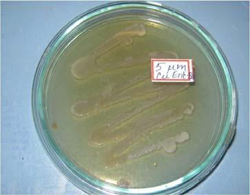 The growth of Enterobacter asburiae in 3 