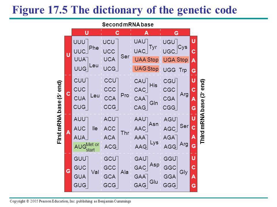 Genetic code nucleotide triplets specify amino acids We have 4 nucleotides together,