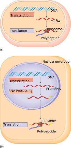 Transcription and translation In Bacterial cells transcription and translation is coupled.