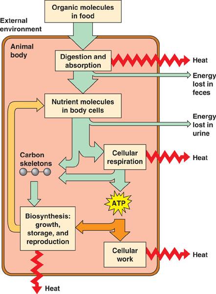 Energy Sources and Allocation Food is used to: make ATP, which powers