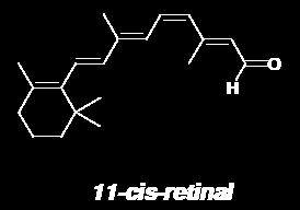 11-cis-retinal include