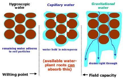 Root-zone water For transpiration to occur, there