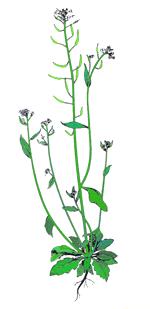Arabidopsis thaliana is a small flowering plant that is widely used as a model organism in plant biology.