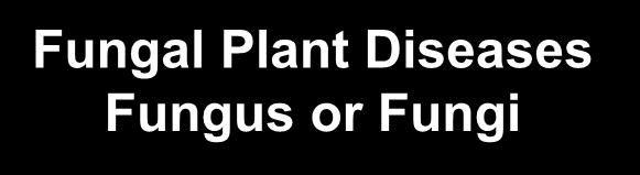 Fungal Plant