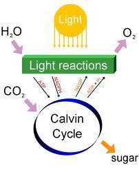 Light Independent Stage Calvin Cycle The reactions of the dark phase take place in the stroma of the chloroplast (refers to the colorless fluid surrounding the grana within the chloroplast) CO 2