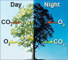 Raw materials Carbon dioxide from the atmosphere Water from the soil Radiant energy from the sun Chlorophyll in the