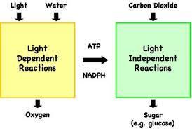 Two phases: Light Phase (Light Dependent