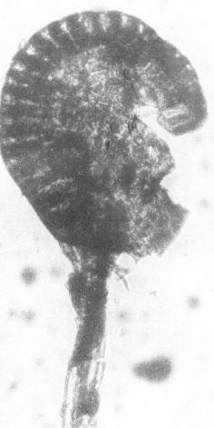 926 GHULAM MURTAZA ET AL., Fig. 7. Sporangium of Woodwardia unigemmata with long stalk Fig. 8.
