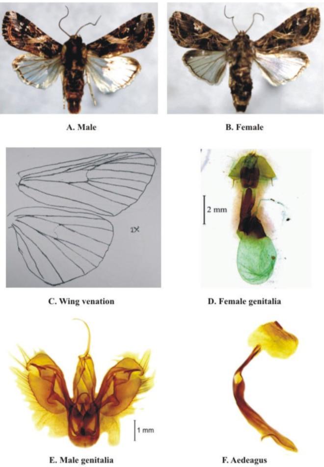 Plate 2: Wing venation and Genitalia of Spodoptera litura Fabricius.