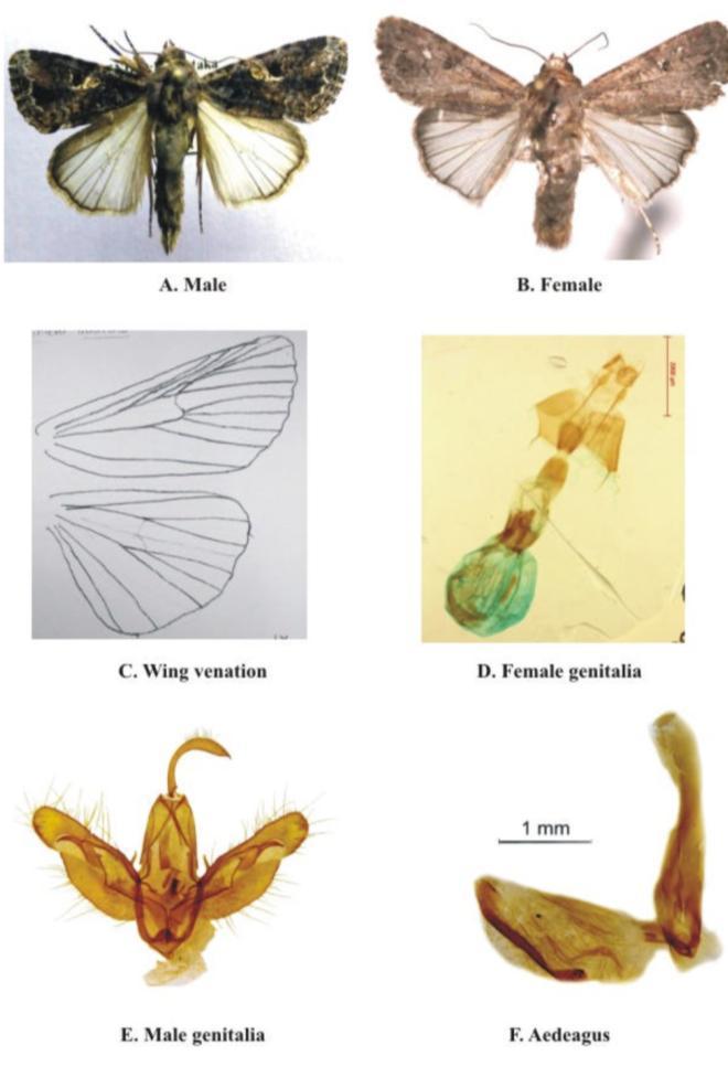 Diagnostic characters of each species along with their identification characters are provided. Photographic illustration of dorsal and ventral aspect of the body and different parts. References 1.