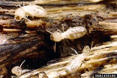Suppression of colonies of Reticulitermes spp. using the Sentricon termite colony elimination system: : A case study in Chatsworth, CA Gail M. Getty, MS, Chris Solek, MS, Ron 1 1 Sbragia, Ph.D.