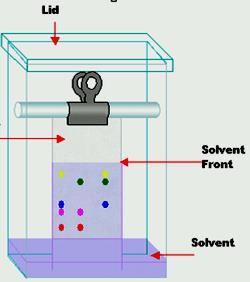 Development techniques: A- Ascending technique: 1- Single development: The solvent system is allowed to move slow for one time through the stationary phase against gravity.