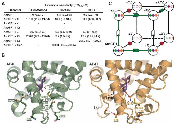 The major structural difference between AncGR1 and AncGR2 involves Helix 7 and the loop preceding it, which contain S106P and L111Q and form part of the ligand pocket (Fig. 2B).