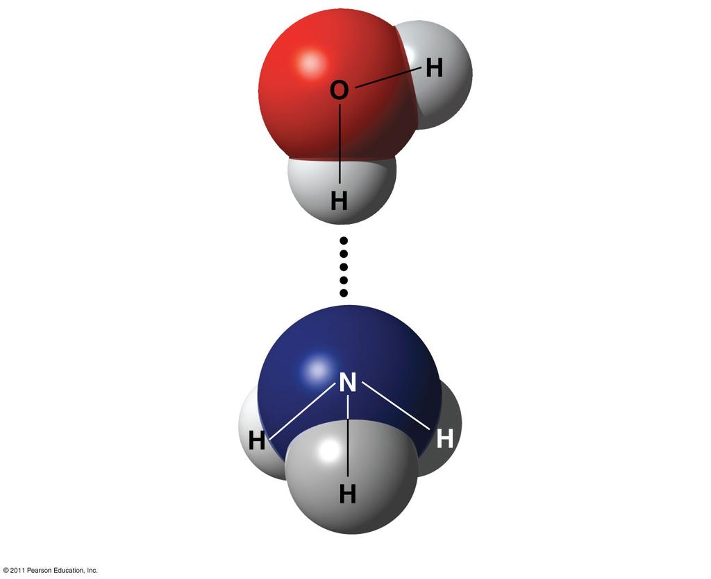 Hydrogen Bond δ δ+ Water (H 2 O) δ+ δ