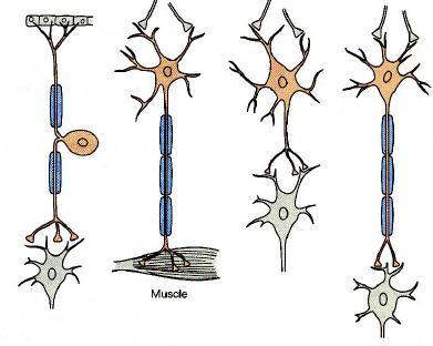 4 Types of neurons Interneurons