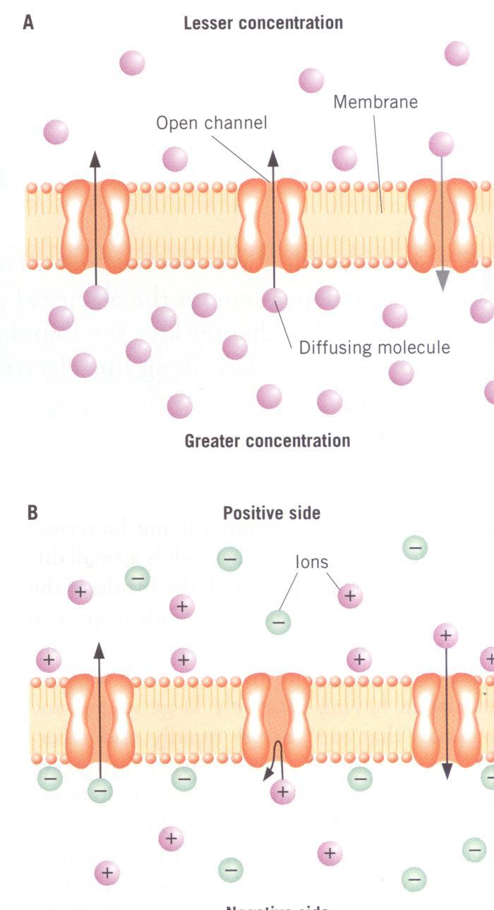 5 Migration of charged particles Lower concentration Passive Active Induced by 3 factors: 1.