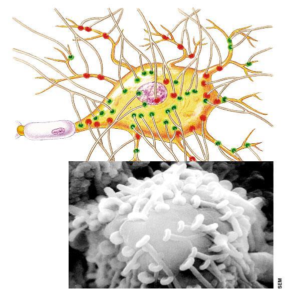 36 Imputs of a neuron Dendrites Synaptic nodes