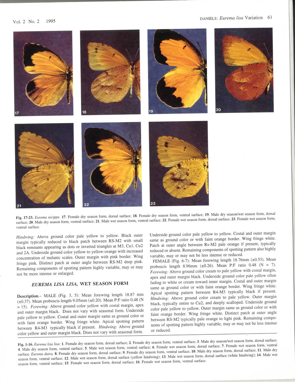 Vol. 2 No. 2 1995 DANIELS: Eurema lisa Variation 61 Fig. 17-23. Eurema nicippe. 17. Female dry season, dorsal surface; 18. Female dry season, ventral surface; 19.