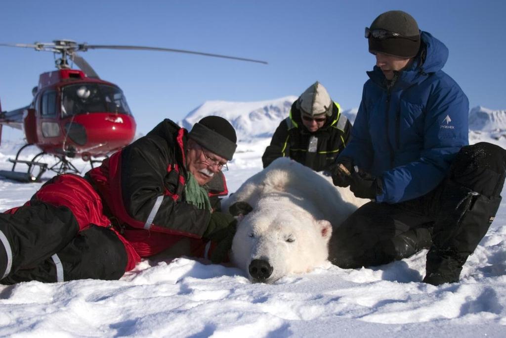 Polar bears in Baffin Bay are affected by climate changes (Article based on the summary of the report A reassessment of the polar bears in Baffin Bay and Kane Basin (2011-2014).