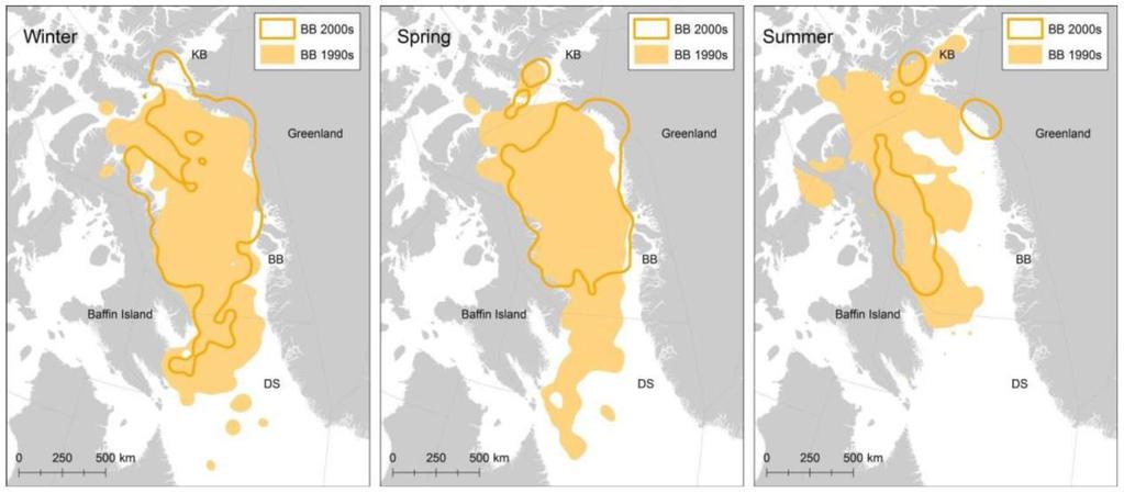 Polar bears must swim further than before The early break-up of the sea ice in the spring also means that more polar bears have started to swim very far often up to 100 km to reach the coasts of