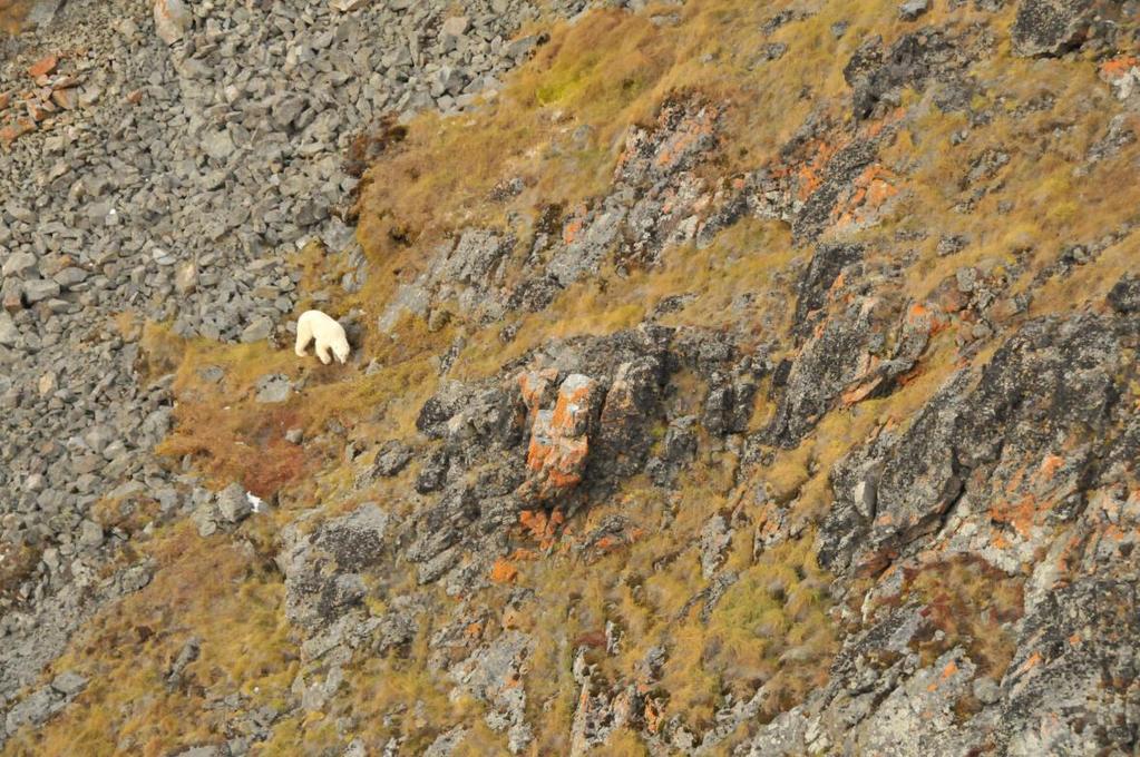 Photo 3: A polar bear on a fell side in Innaanganeq/Kap York. Photo: Kristin Laidre. Has the number of Baffin Bay polar bears increased?