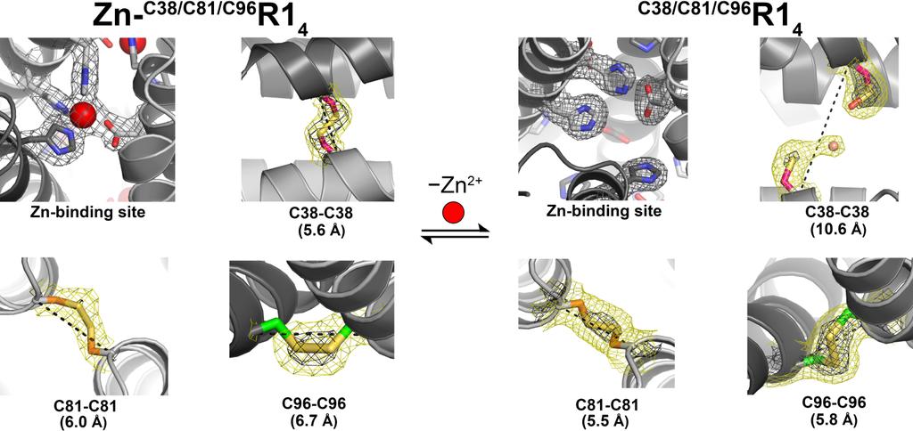 Figure S7. Close-up views of the Zn 2+ coordination sites and disulfide bonds in Zn- C38/C81/C96 R1 4 and C38/C81/C96 R1 4 structures.