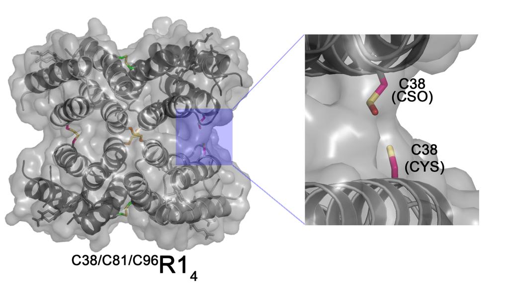 Figure S9. Surface representation of the C38/C81/C96 R1 4 crystal structure contoured at 1.4 Å.
