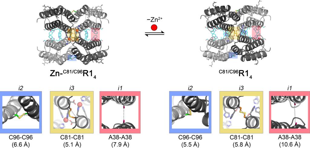 Figure S2. Structural rearrangements upon Zn 2+ removal from Zn- C81/C96 R1 4.