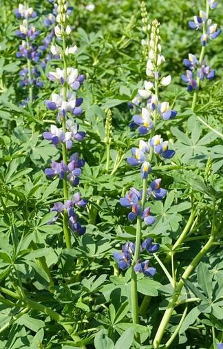 Andean lupines: eighty species have